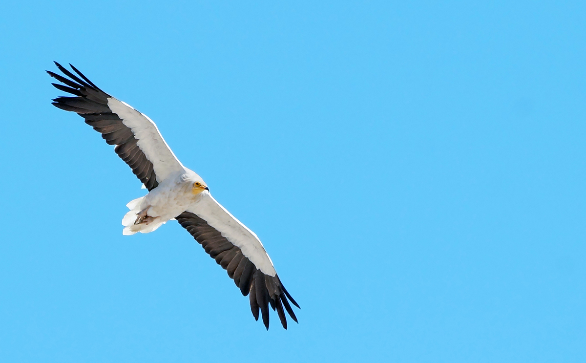 Egyptian Vulture