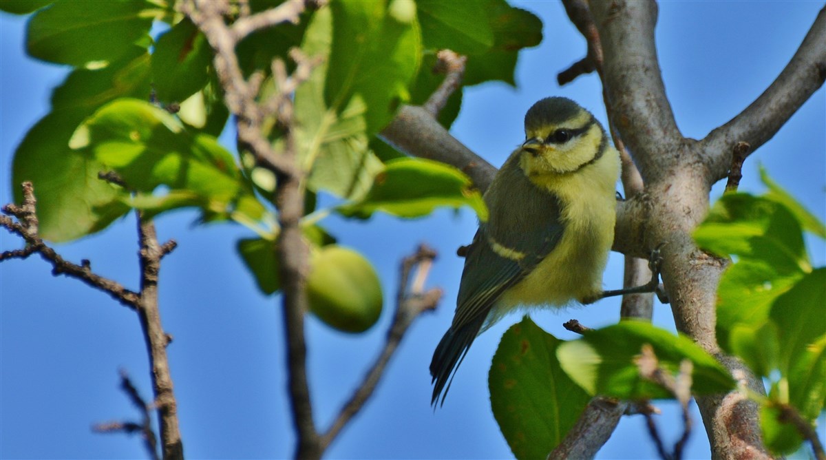 Eurasian Blue Tit