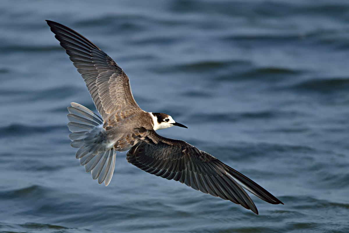 Black Tern