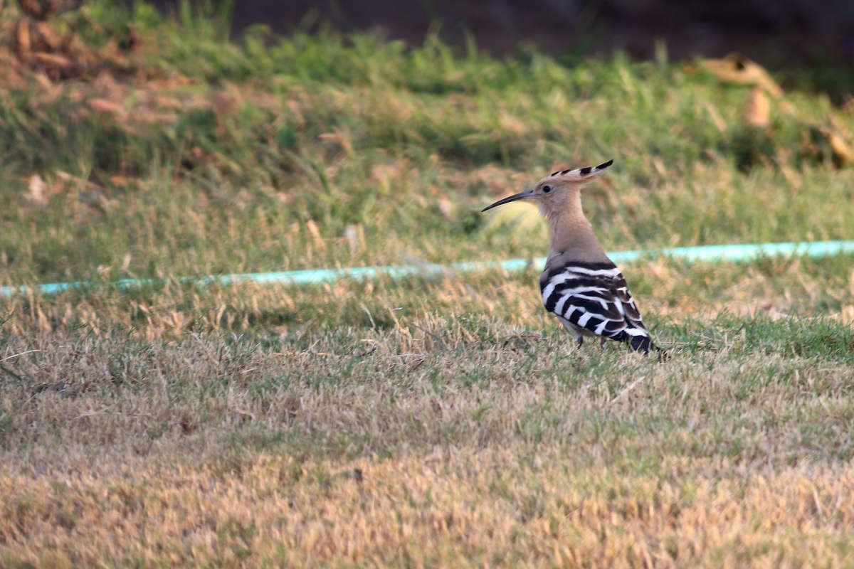 Common Hoopoe