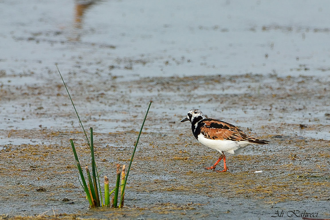 Ruddy Turnstone