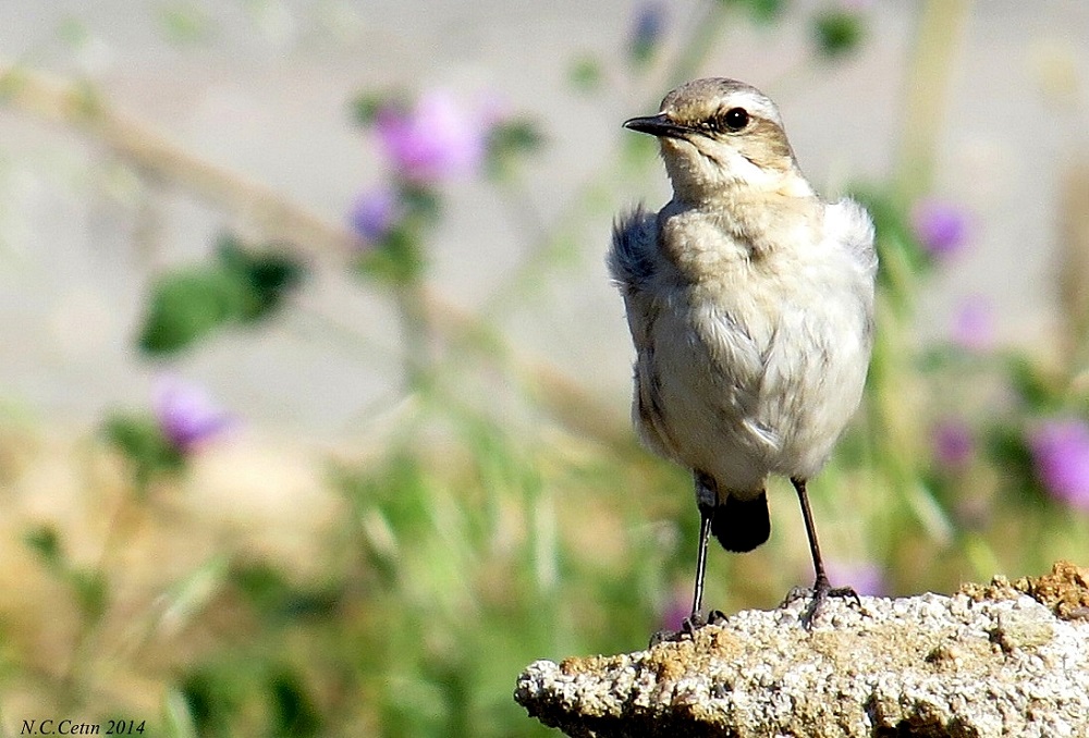 Northern Wheatear