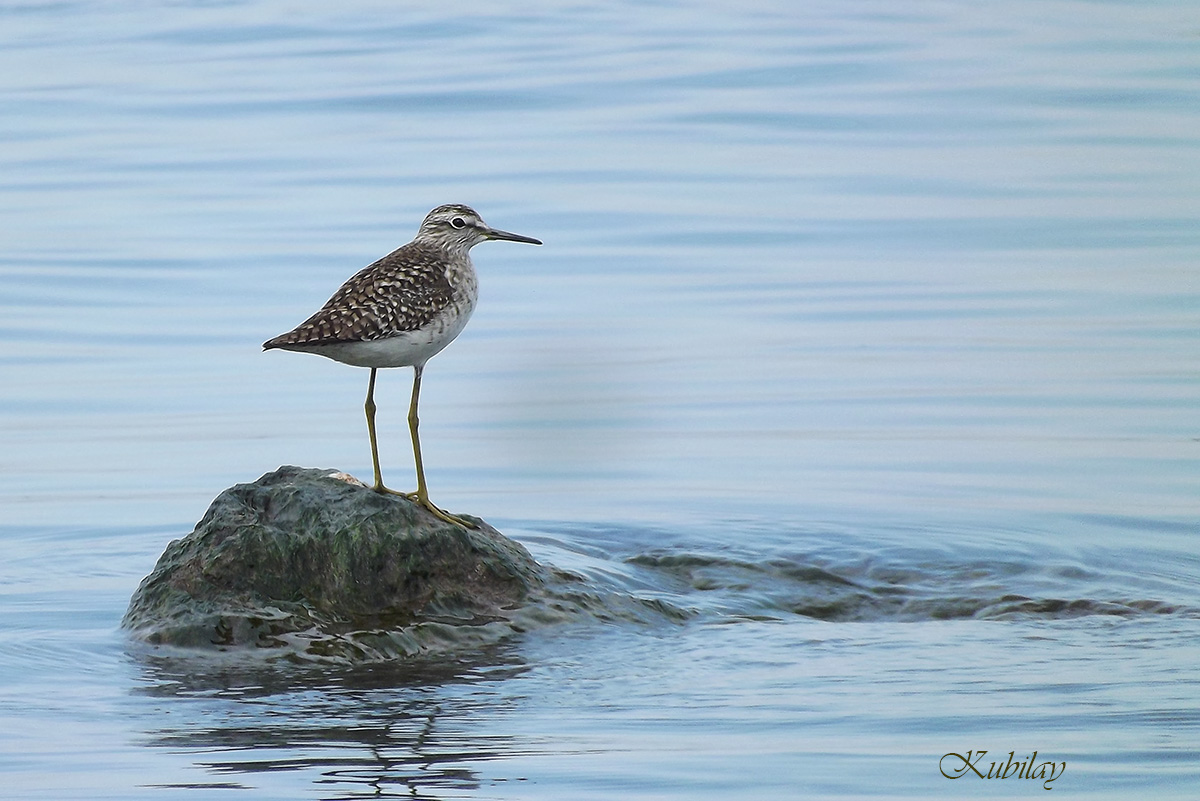 Wood Sandpiper