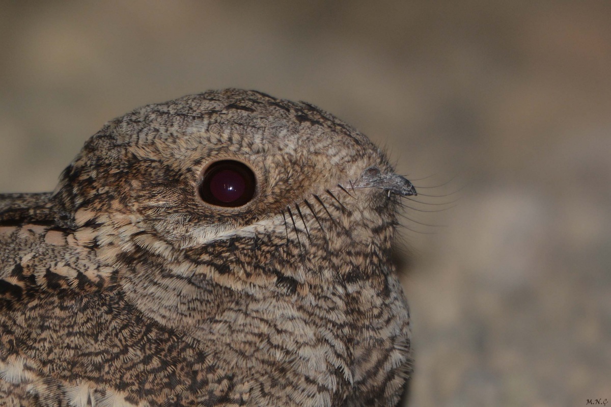 European Nightjar