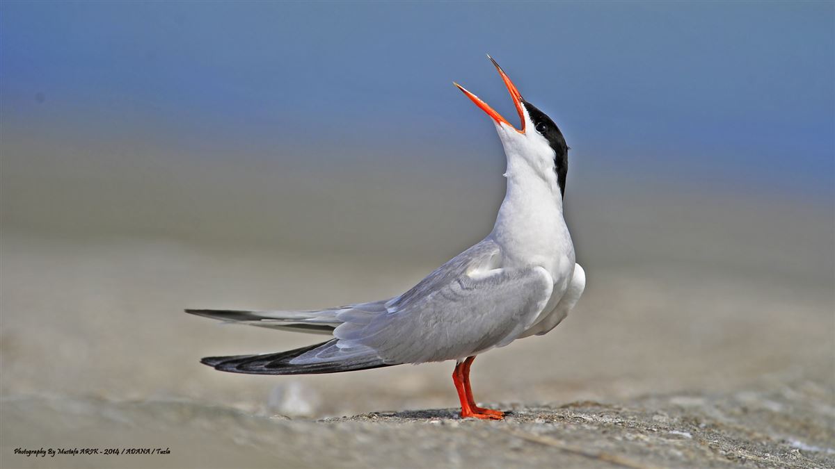 Common Tern