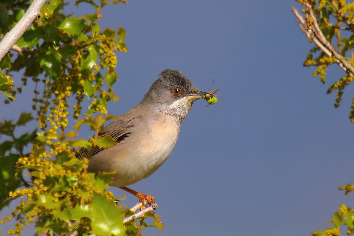 Subalpine Warbler