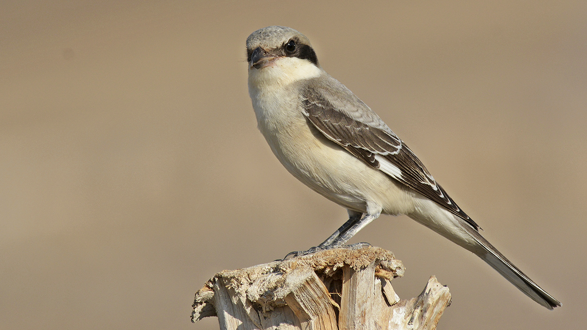 Lesser Grey Shrike