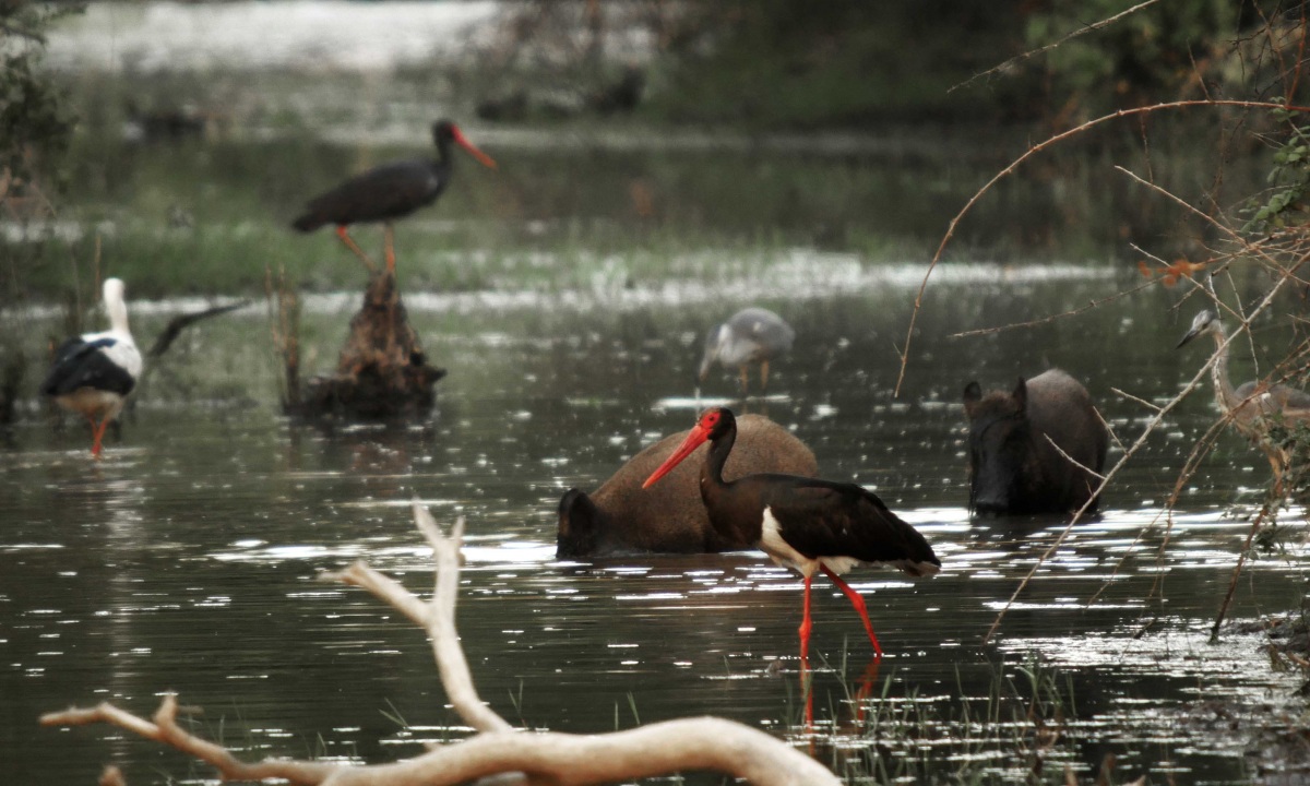 Black Stork