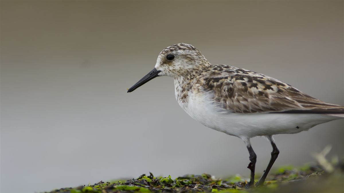 Little Stint