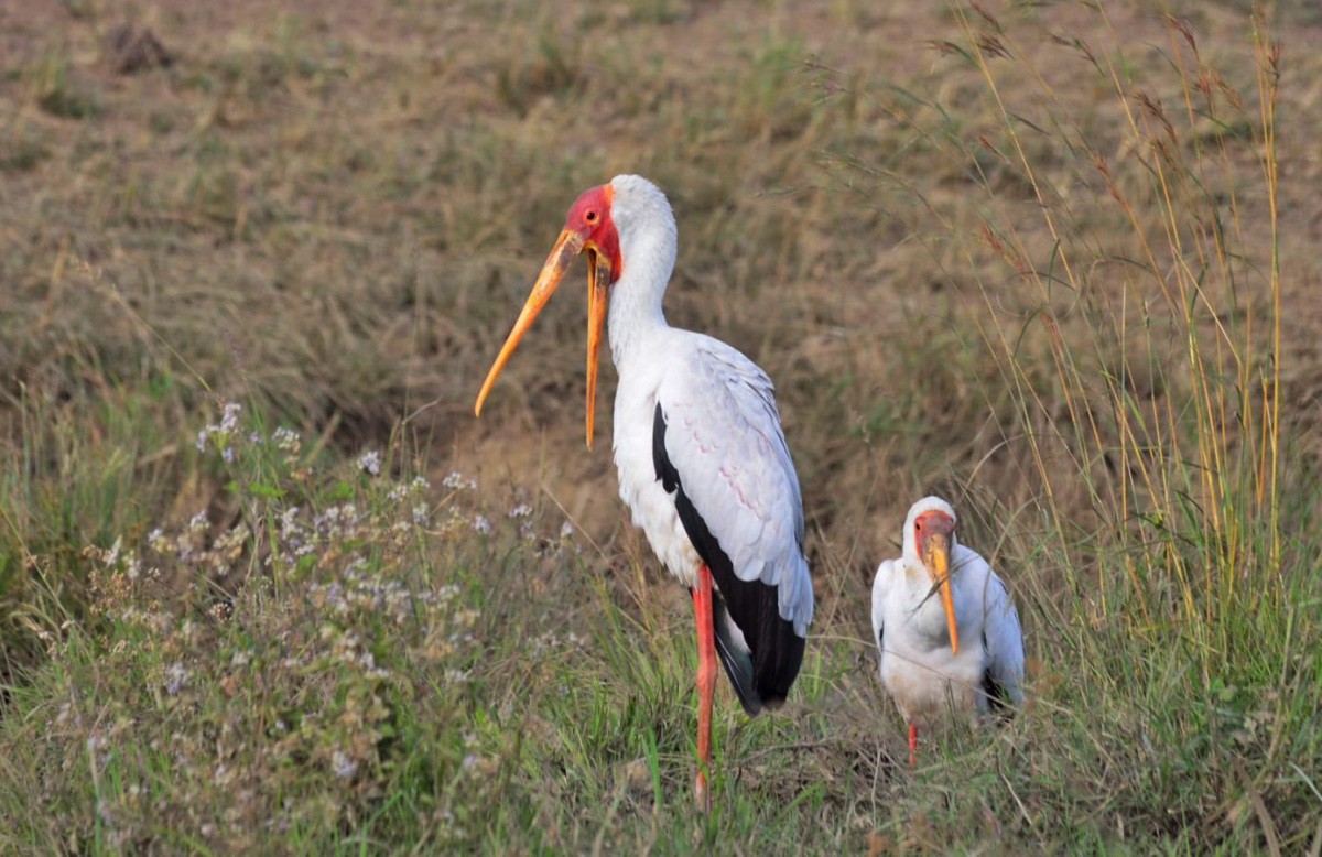 Yellow-billed Stork