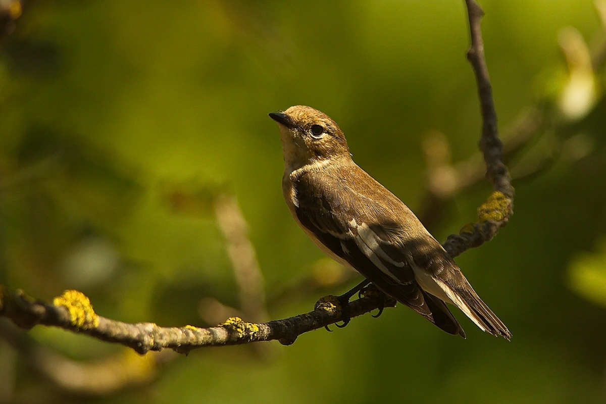 European Pied Flycatcher