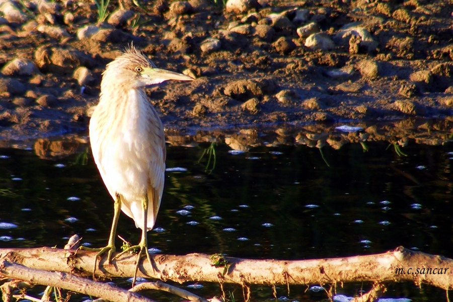Squacco Heron