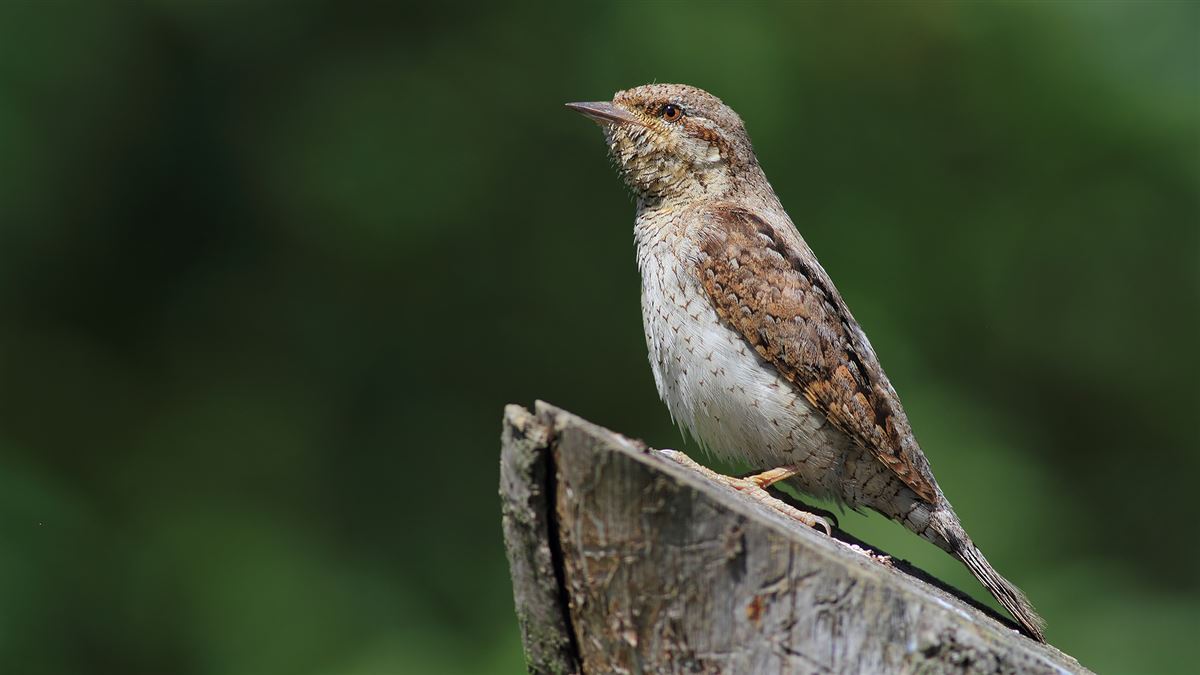 Eurasian Wryneck