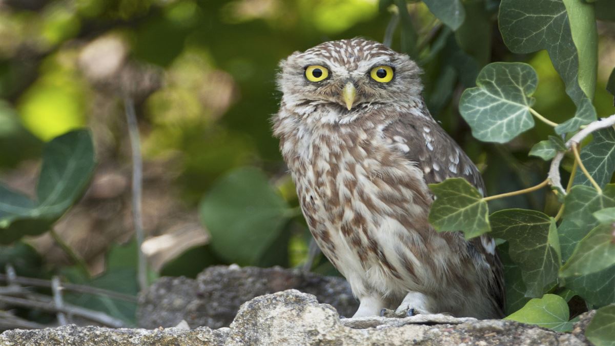 Little Owl