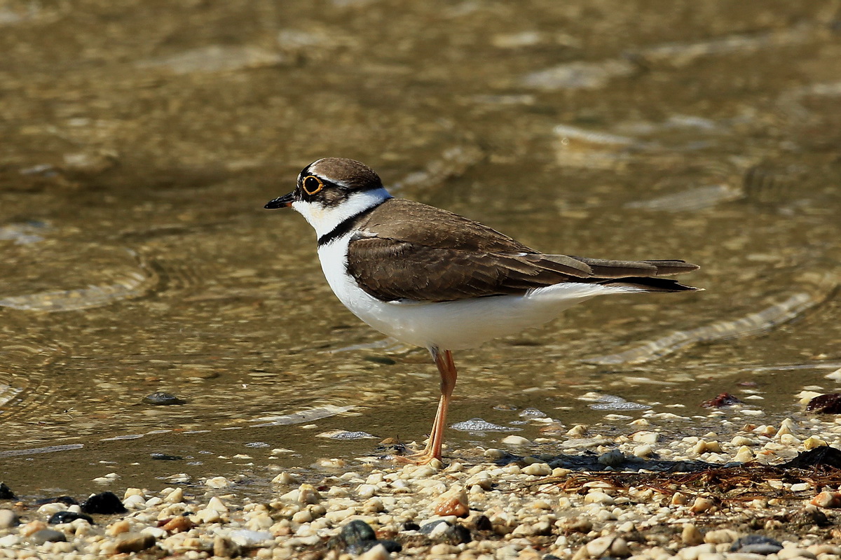 Little Ringed Plover