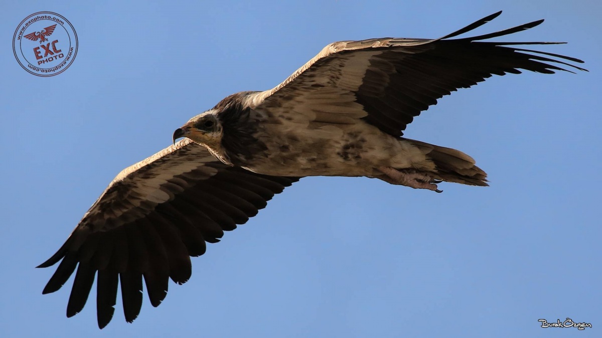 Egyptian Vulture