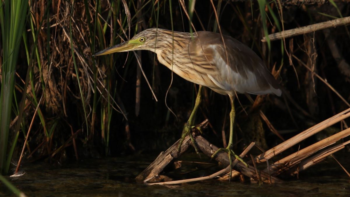 Squacco Heron