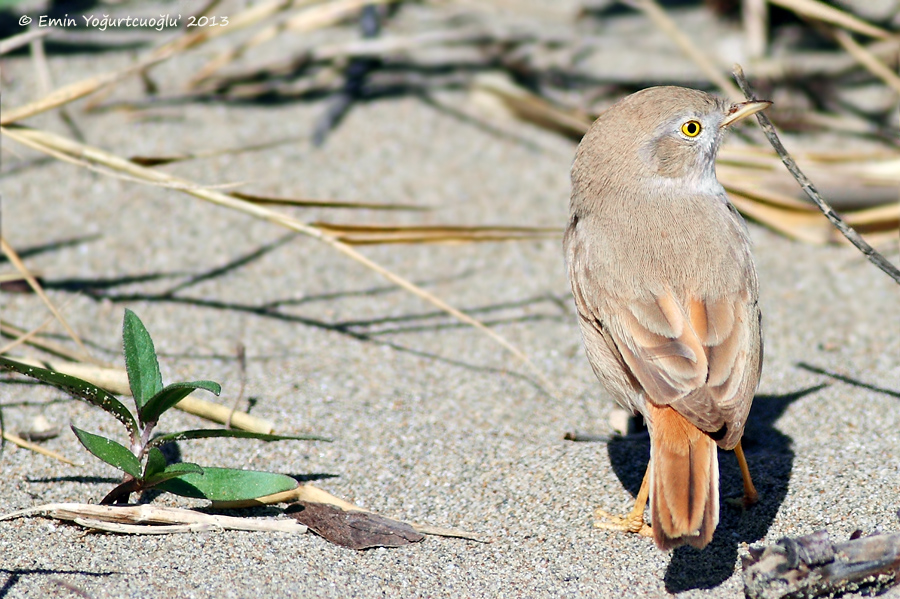 Asian Desert Warbler