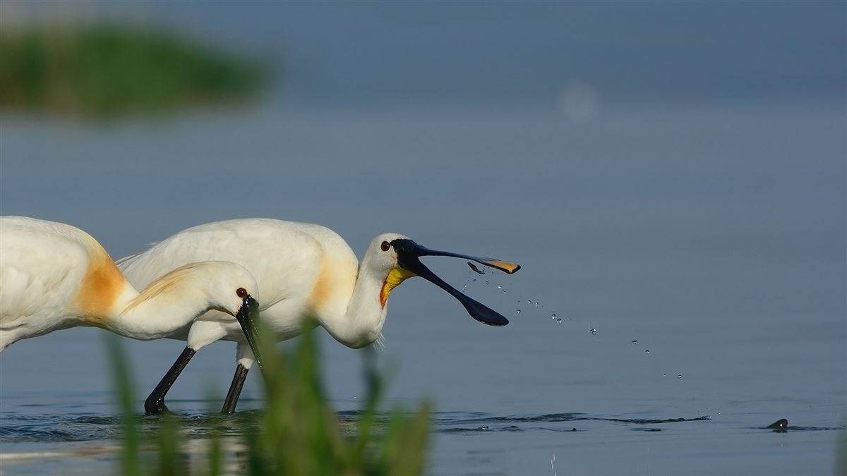 Eurasian Spoonbill