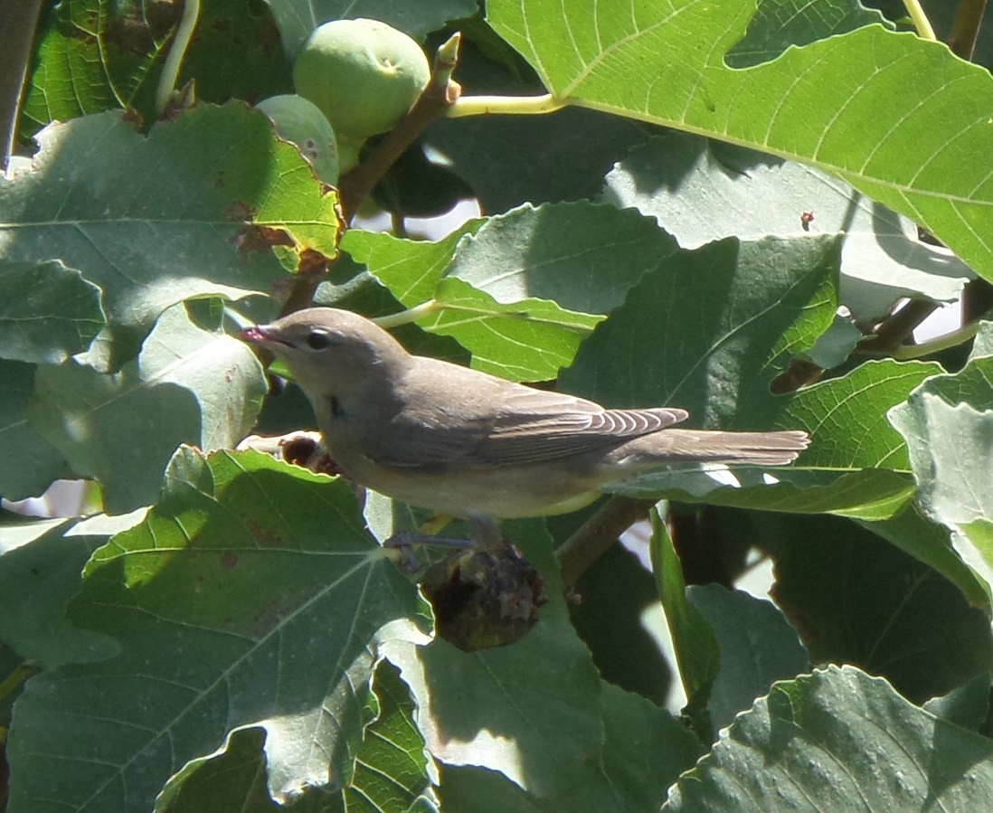 Garden Warbler
