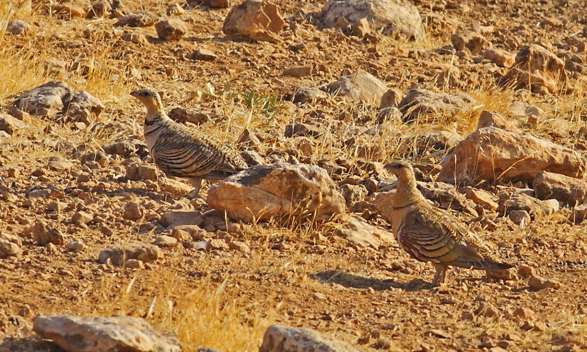 Pin-tailed Sandgrouse