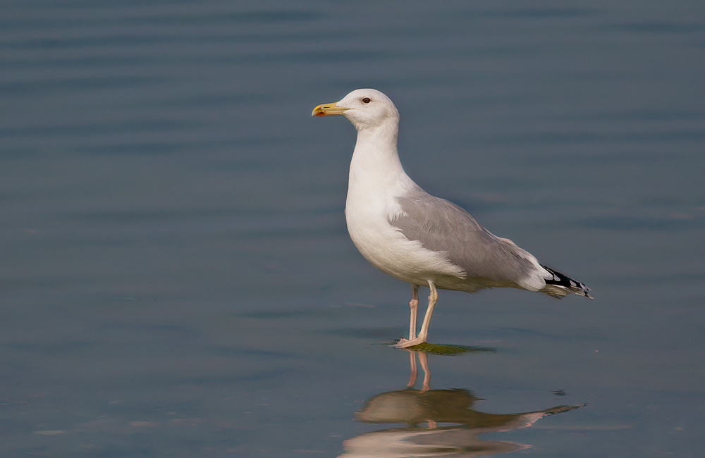 Caspian Gull