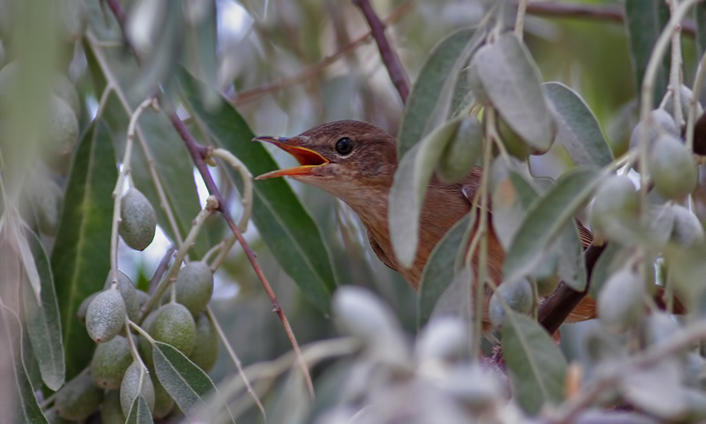 Savi`s Warbler