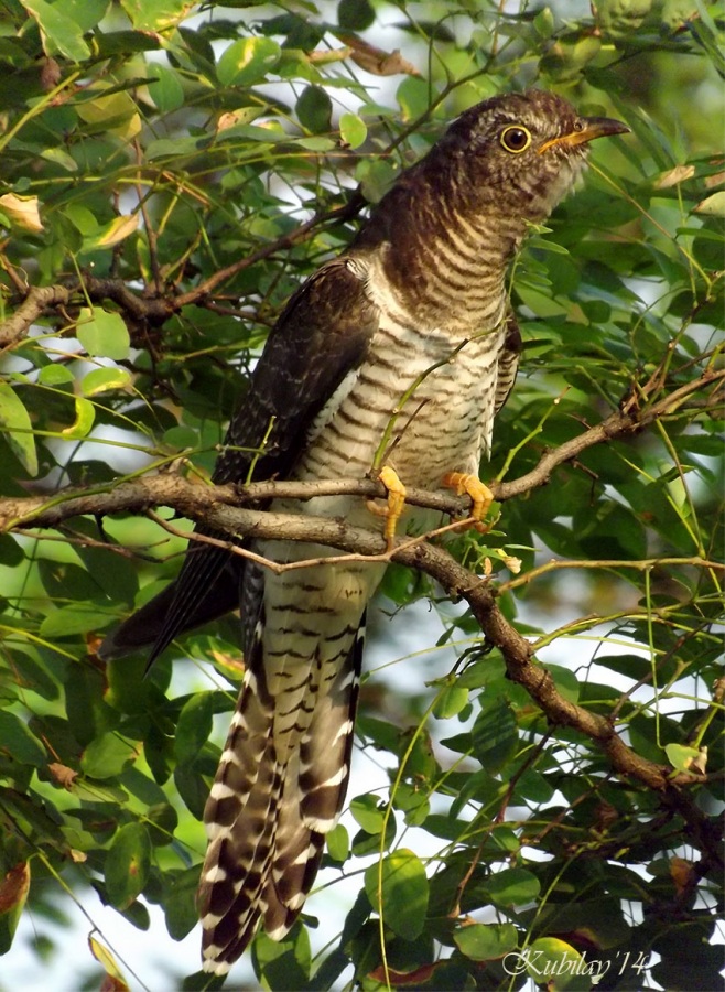 Common Cuckoo