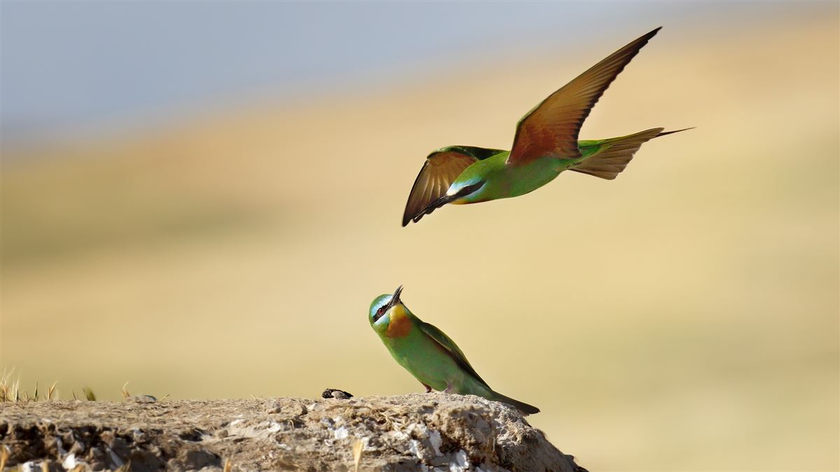 Blue-cheeked Bee-eater