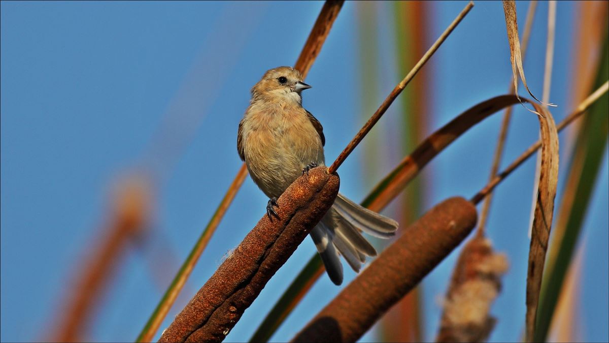 Eurasian Penduline Tit