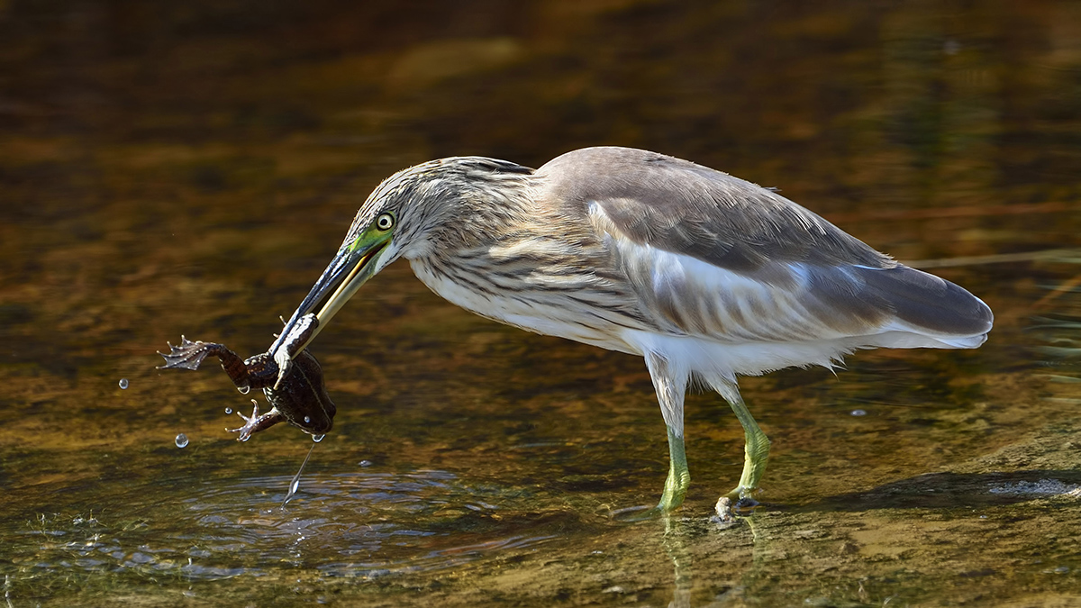 Squacco Heron