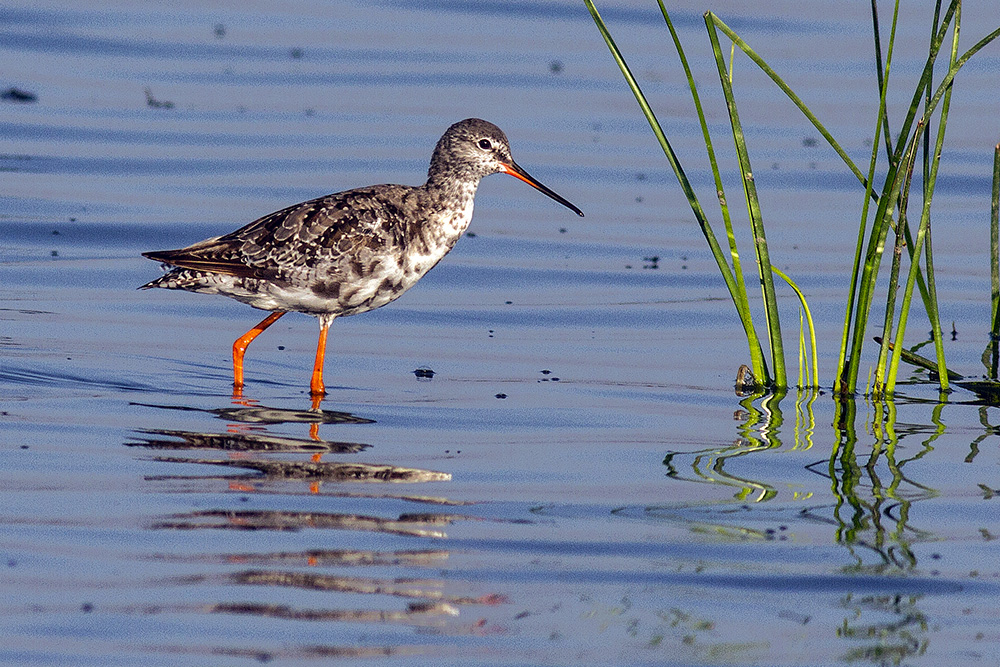 Spotted Redshank