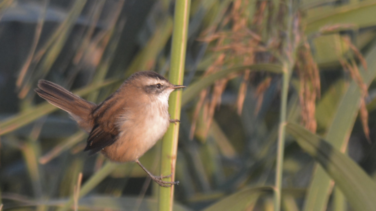 Moustached Warbler