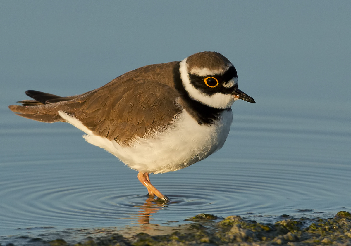 Little Ringed Plover
