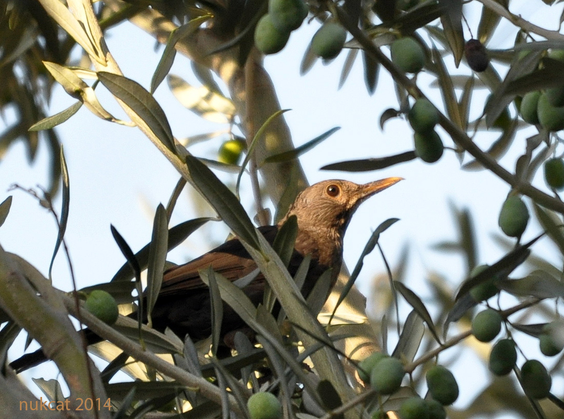 Common Blackbird