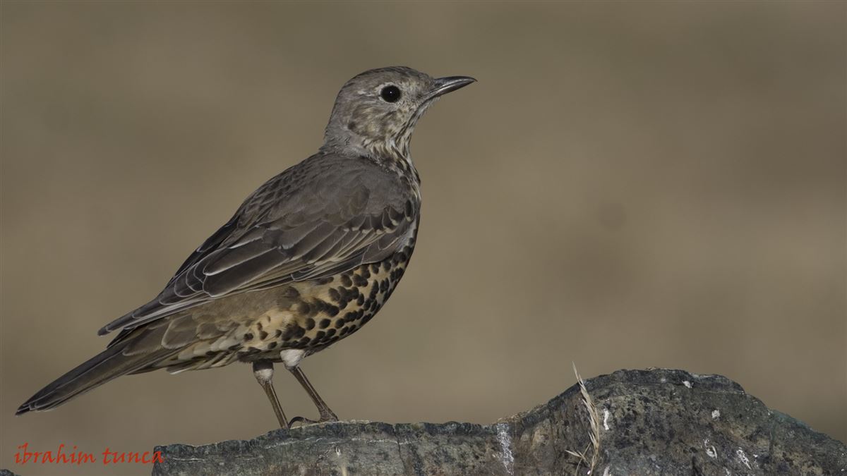 Mistle Thrush