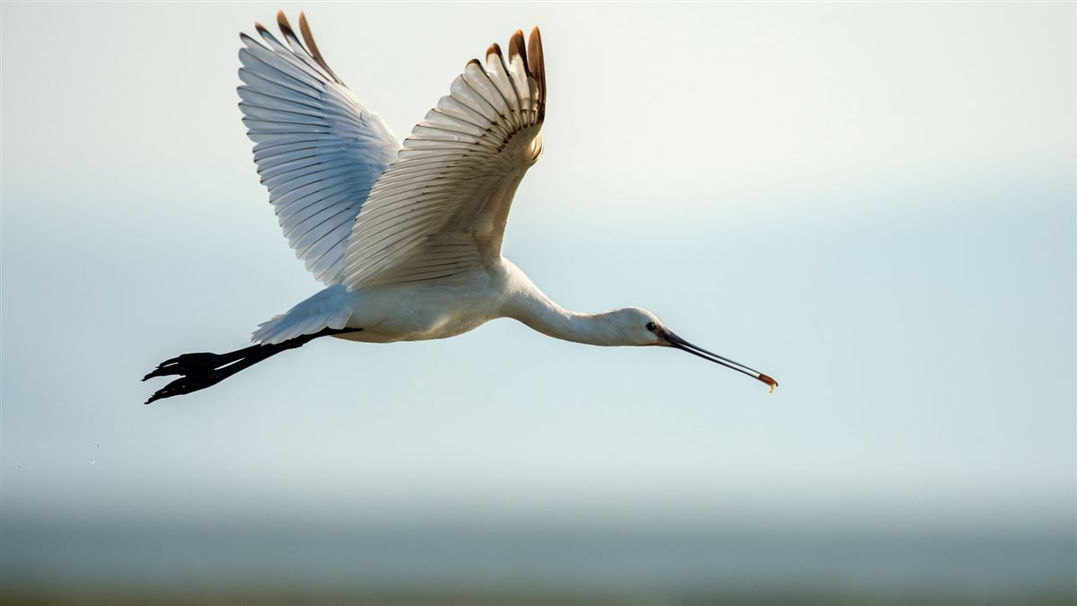 Eurasian Spoonbill