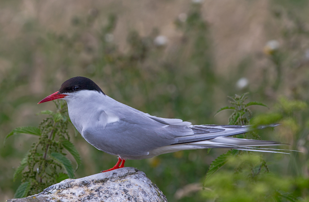 Arctic Tern
