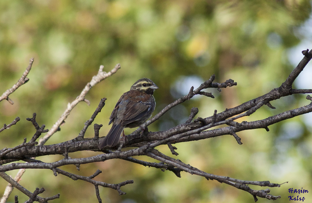 Cirl Bunting