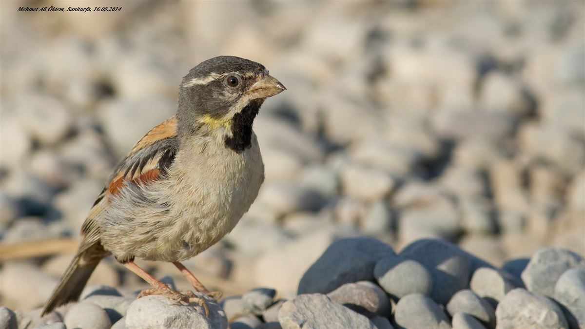 Dead Sea Sparrow