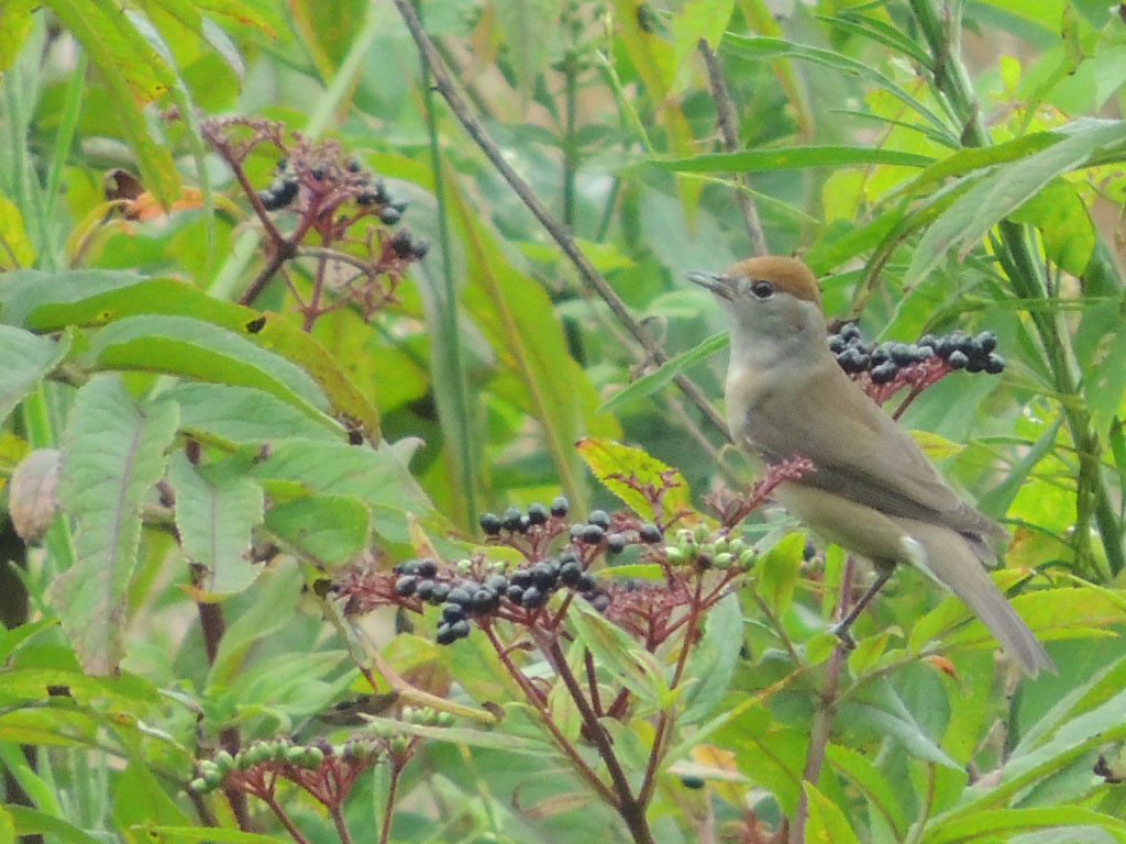 Eurasian Blackcap