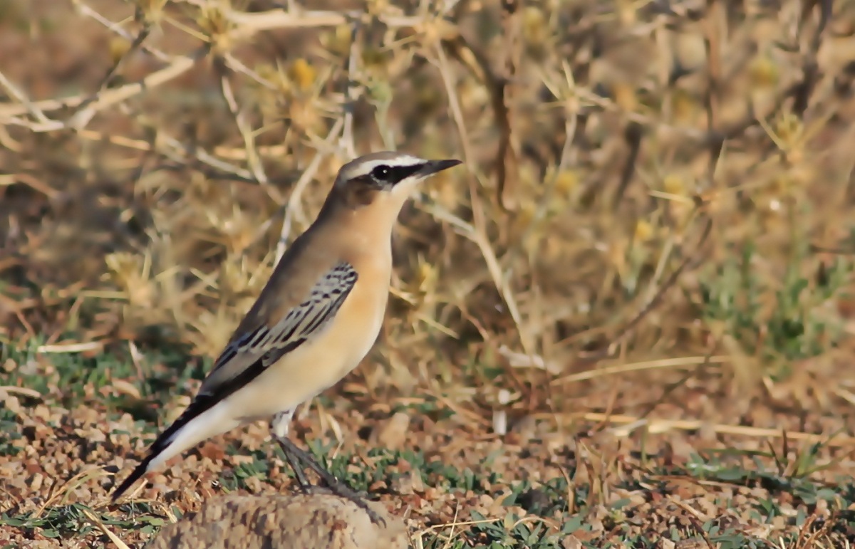 Northern Wheatear