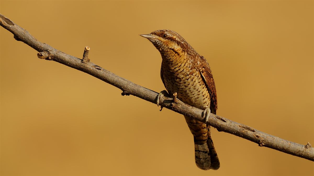 Eurasian Wryneck