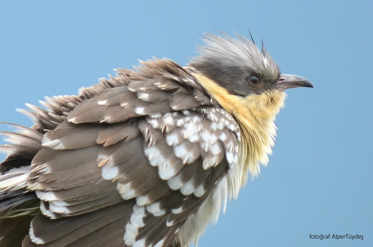 Great Spotted Cuckoo