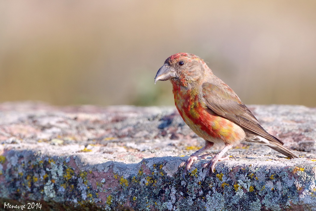 Red Crossbill