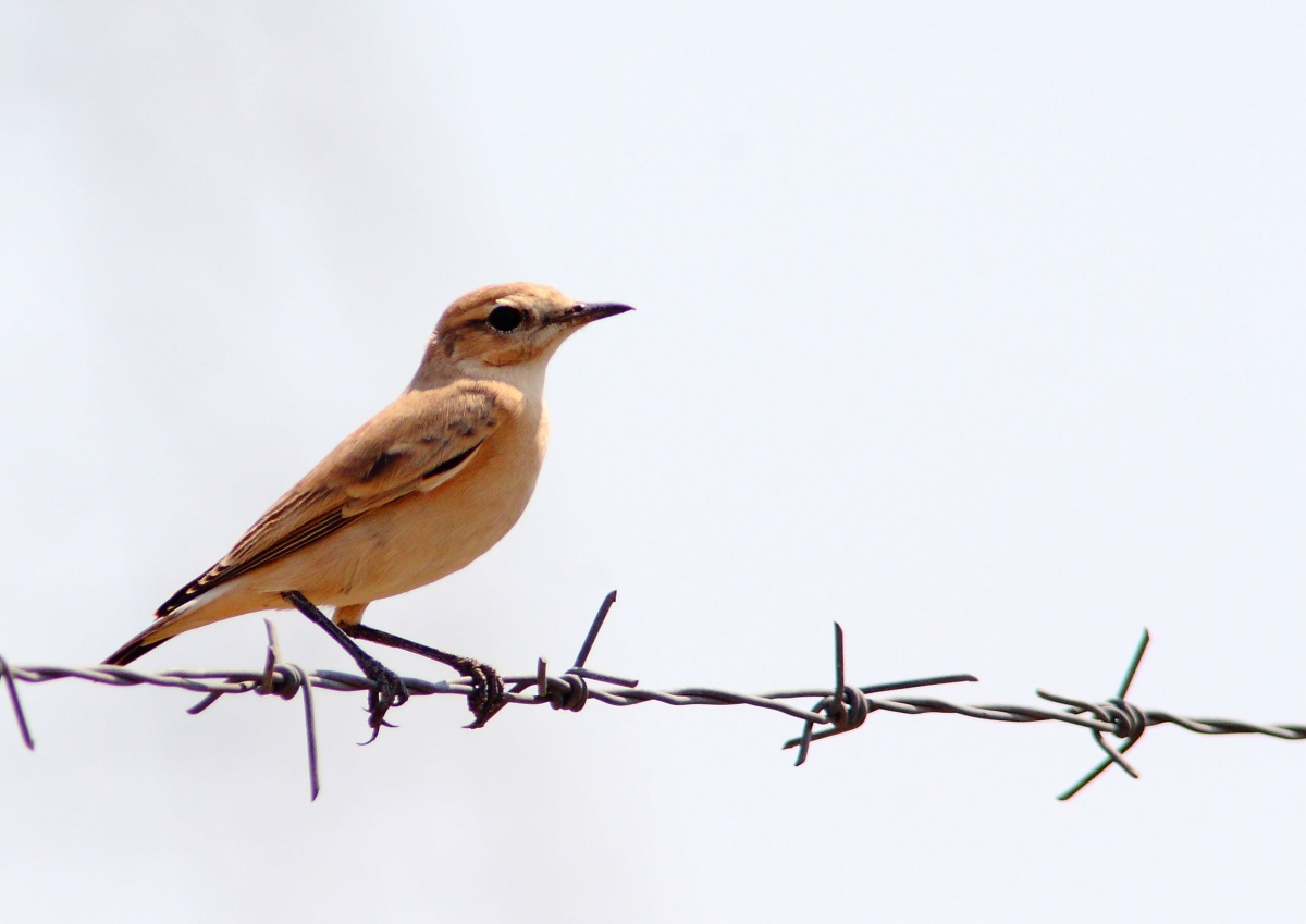 Isabelline Wheatear