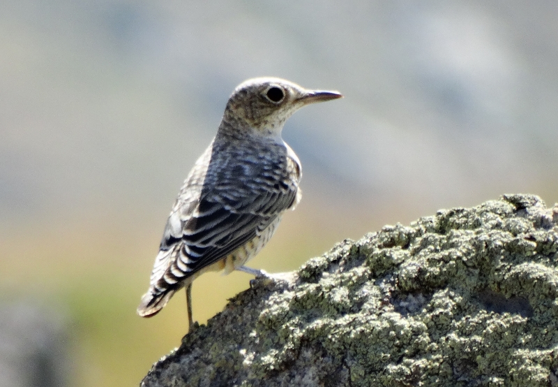 Common Rock Thrush