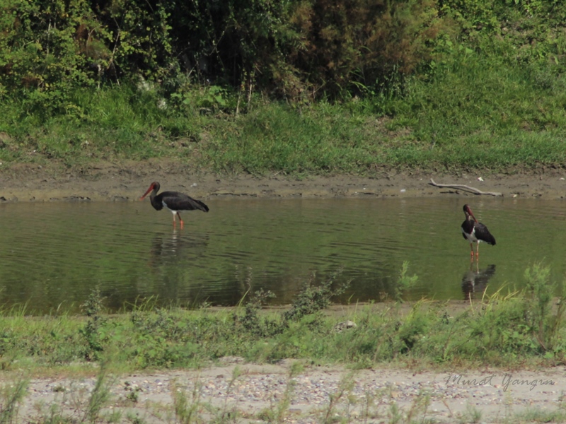 Black Stork