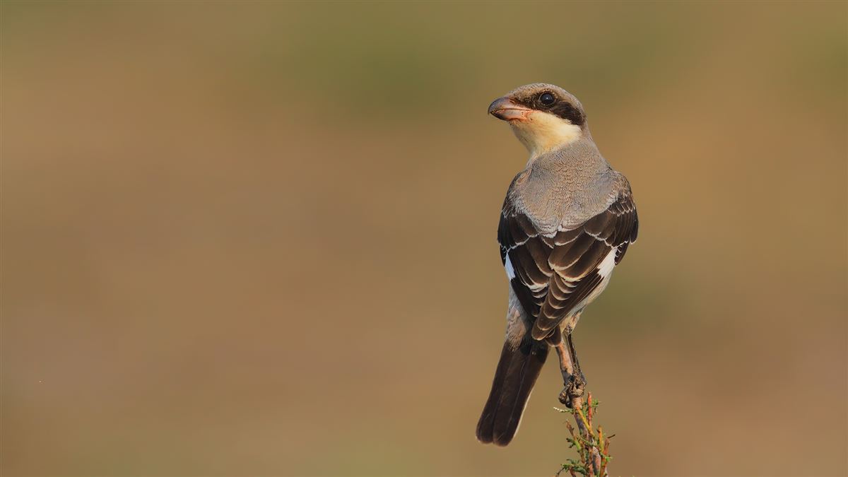 Lesser Grey Shrike