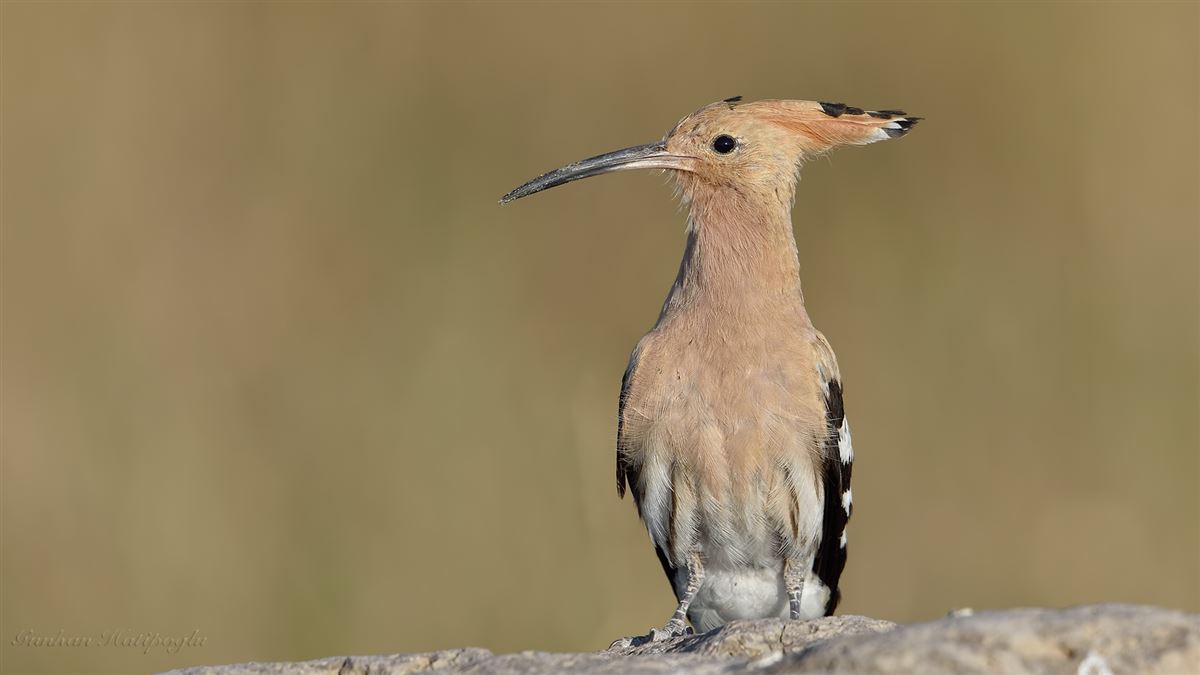 Common Hoopoe